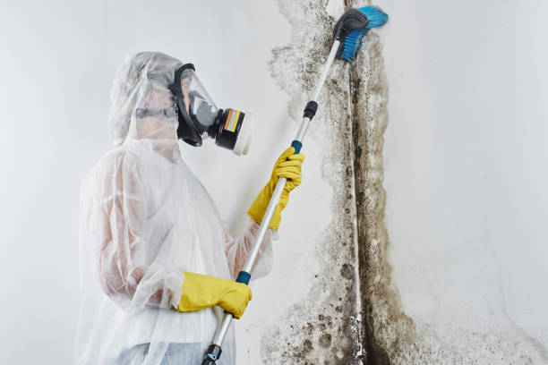 Best Mold Testing and Inspection Services in Portsmouth, OH