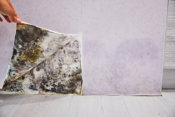 Best Post-Flood Mold Remediation in Portsmouth, OH